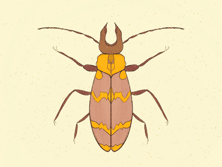 Day 44: Colorful Insect