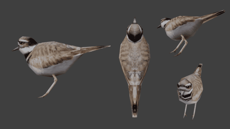 Day 81: Killdeer Bird